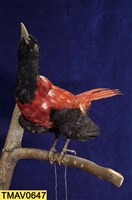 藏品(朱鸝)的圖片